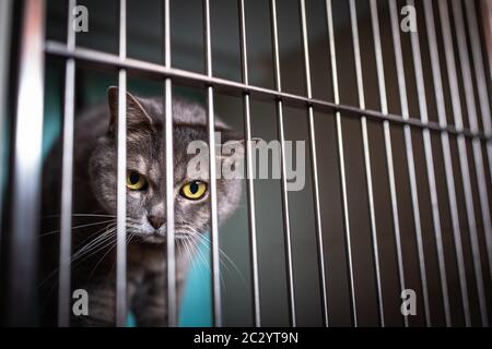 Kranken Katze wartet auf Behandlung im Käfig der Tierarzt Klinik Stockfoto