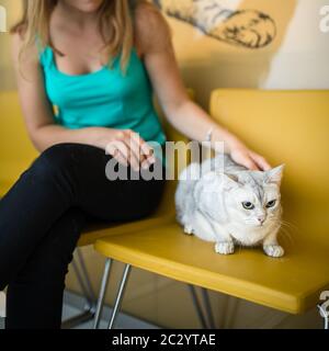 Katze in einer Tierklinik. Feline geduldiges Warten im Wartezimmer einer Tierklinik Stockfoto