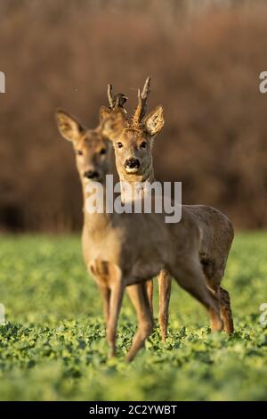 Rehe, Hyla arborea, Paar bei Sonnenuntergang im Frühjahr. Männliche und weibliche Tiere in der Natur. Zwei Rehe alarmiert. Buck und Doe. Stockfoto