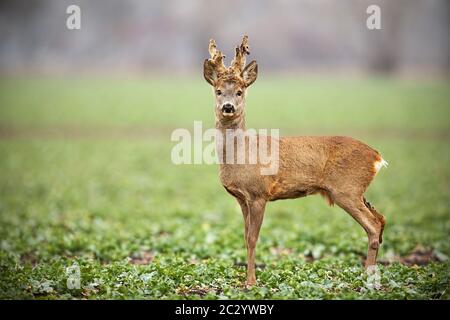 Low Angle View der Rehe, Hyla arborea, Buck mit Geweih Vergießen von Velvet im Winter mit kopieren. Neugierig alarmiert wildes Tier im Wint Stockfoto