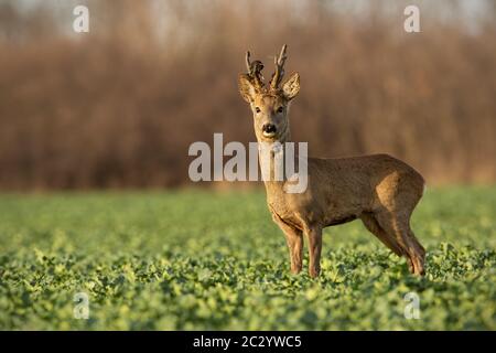 Rehe Hirsch bei Sonnenuntergang mit Winter Fell. Roebuck auf einem Feld mit verschwommenen Hintergrund. Wildes Tier in der Natur. Stockfoto