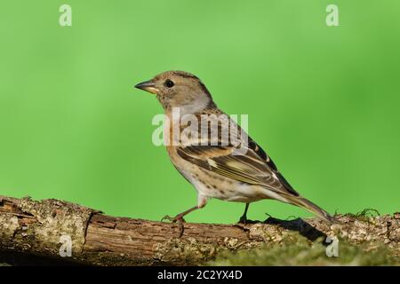 Brambling (Fringilla montifringilla), weiblich, sitzend auf Totholz, Siegerland, Nordrhein-Westfalen, Deutschland Stockfoto