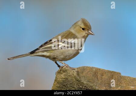 Buchfink (Fringilla coelebs), weiblich, auf einem Stein sitzend, Nordrhein-Westfalen, Deutschland Stockfoto
