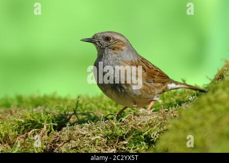 Dunnock (Prunella modularis), sitzend auf dem Boden, Siegerland, Nordrhein-Westfalen, Deutschland Stockfoto