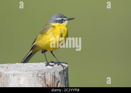 Gelbe Bachstelze (Motacilla flava), auf einer Stange sitzend, Niedersachsen, Deutschland Stockfoto