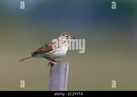 Raps (Anthus pratensis), ausgewachsener Vogel auf einem Zaunpfosten, Lauwersmeer Nationalpark, Holland, Niederlande Stockfoto