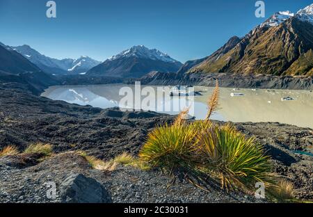 Neuseeländischer Flachs neuseeländischer Flachs (Phormium Tenax, maori: Harakeke) vor Hooker Lake, Aoraki, Mt Cook National Park, Twizel, Canterbury, Neuseeland Stockfoto