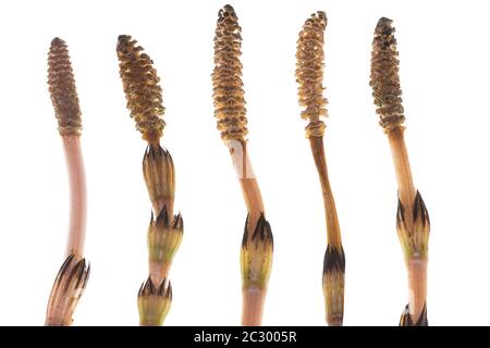 Feldachsetail (Equisetum arvense) auf weißem Hintergrund, Bayern, Deutschland Stockfoto