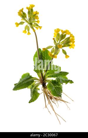 Kuhslip (Primula veris), auf weißem Hintergrund, Bayern, Deutschland Stockfoto