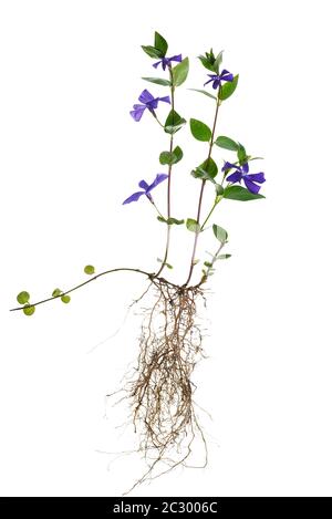 Blühender Großblatt Periwinkle (Vinca Major), auf weißem Hintergrund, Bayern, Deutschland Stockfoto