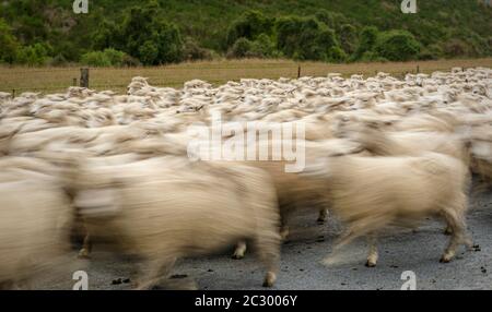 Herde von Schafen unterwegs auf der Straße, Mayfield, Ashburton, Canterbury, Neuseeland Stockfoto