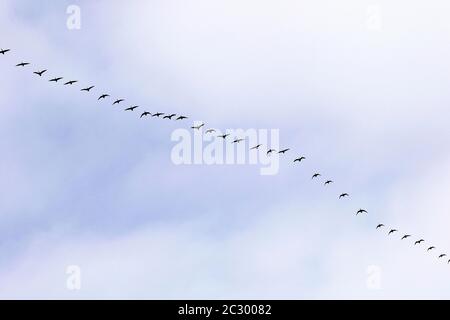 Kanadagans (Branta canadensis), Vogelschar im Formationsflug, Provinz Quebec, Kanada Stockfoto