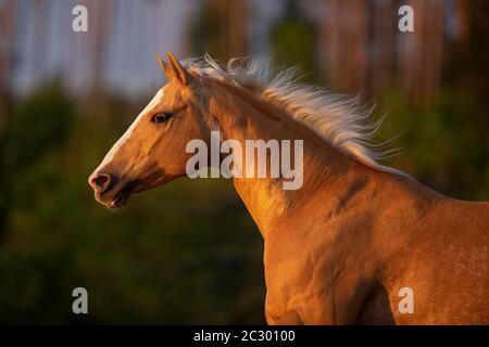 Quarter Stute Palomino im Portrait auf der Weide, Waldviertel, Österreich Stockfoto