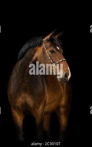 Porträt einer braunen Holsteiner Stute mit Halter vor schwarzem Hintergrund, Waldviertel, Österreich Stockfoto