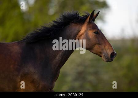 Portrait einer braunen Holsteiner Stute auf der Weide, Waldviertel, Österreich Stockfoto