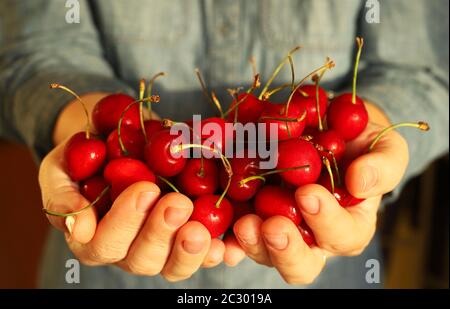Sommerliches Dessert-Konzept. Frau Hände zeigen frische leckere Kirschen. Gesunde Bio-Süßfrucht. Nahaufnahme. Stockfoto