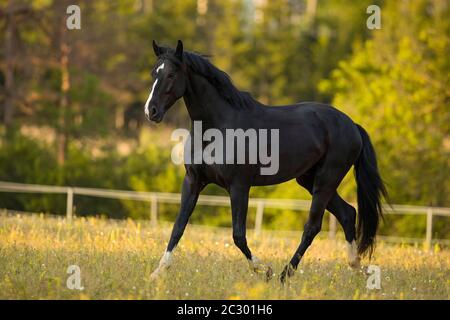 Warmblut-Schwarzwallach bei der Trab auf der Weide, Waldviertel, Österreich Stockfoto