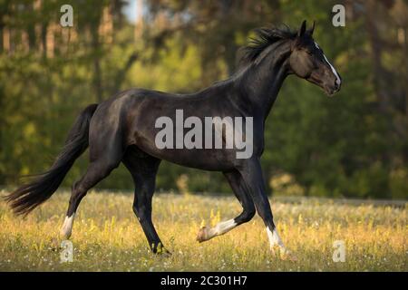 Warmblut-Schwarzwallach bei der Trab auf der Weide, Waldviertel, Österreich Stockfoto