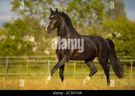 Warmblut-Schwarzwallach bei der Trab auf der Weide, Waldviertel, Österreich Stockfoto