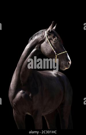 Warmblutwallach schwarz schwarz im Portrait mit Halter vor schwarzem Hintergrund, Waldviertel, Österreich Stockfoto