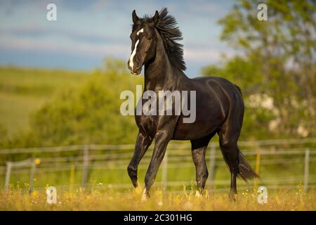 Warmblut-Schwarzwallach bei der Trab auf der Weide, Waldviertel, Österreich Stockfoto