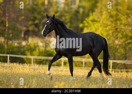 Warmblut-Schwarzwallach bei der Trab auf der Weide, Waldviertel, Österreich Stockfoto