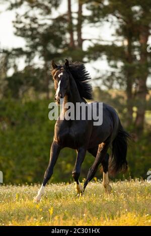 Warmblut-Schwarzwallach bei der Trab auf der Weide, Waldviertel, Österreich Stockfoto