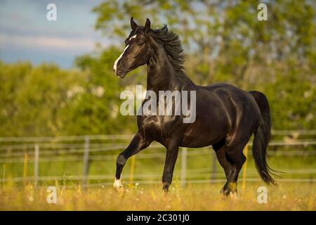 Warmblut-Schwarzwallach bei der Trab auf der Weide, Waldviertel, Österreich Stockfoto