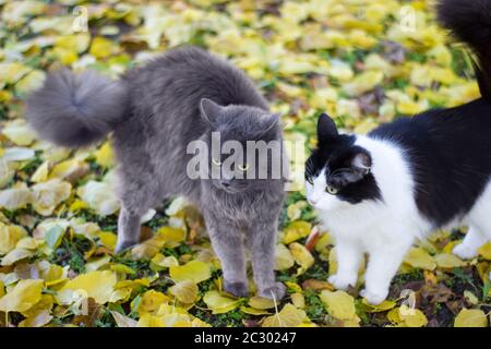 Schwarz-weiße Kätzchen und graue britische Katze auf der Natur auf einem Hintergrund von gelben Aprikosenblättern auf dem Boden - im Freien im Herbst Stockfoto