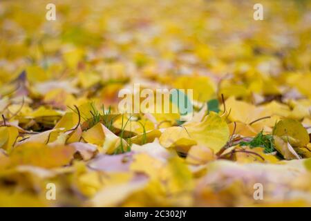 Gelbe Aprikosenblätter auf dem Boden Teppich - Herbst im Freien Stockfoto