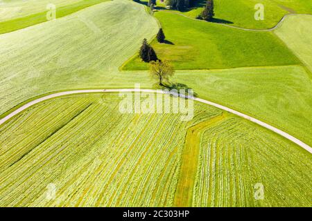 Kulturlandschaft, gemähte Wiesen, bei Hopferau, Drohnenaufnahme, Ostallgäu, Allgäu, Schwaben, Bayern, Deutschland Stockfoto