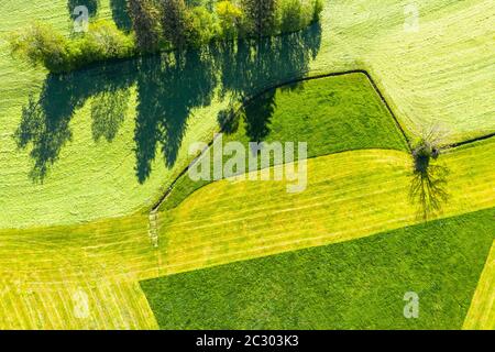 Kulturlandschaft, teilweise von oben gemähte Wiesen, bei Hopferau, Drohnenschuss, Alpenvorland, Ostallgäu, Allgäu, Schwaben, Bayern, Deutschland Stockfoto