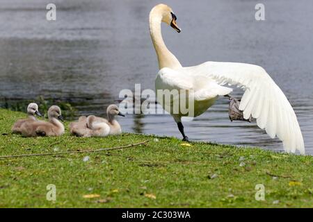 Ausgewachsene Schwäne und Cygnets neben einem Süßwasserteich in Ontario, Kanada. Stockfoto