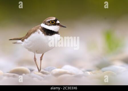 Kleiner Ringelpfeiber (Charadrius dubius) im Kiesbett, Bayern, Deutschland Stockfoto