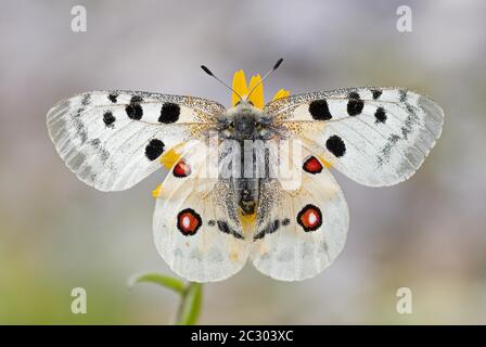 Roter Apollo (parnassius apollo) mit auf Blüte ausgebreiteten Flügeln, Bayern, Deutschland Stockfoto