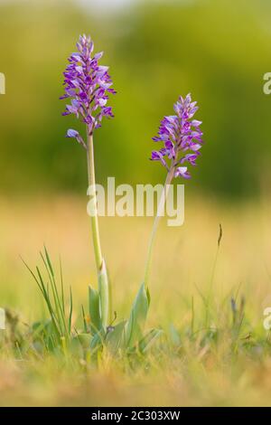 Militärische Orchidee (Orchis militaris), blühend, Bayern, Deutschland Stockfoto