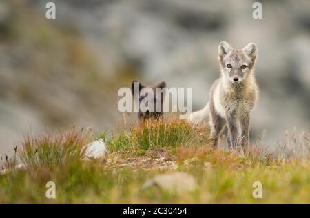 Polarfüchse (alopex lagopus), Jungtiere im Gras, Dovrefjell Nationalpark, Norwegen Stockfoto