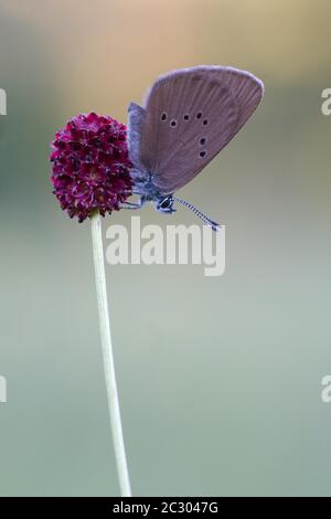 Dunkelblaues Großblau (Phengaris nausithous) auf dem Großen Wiesenknopf (Sanguisorba officinalis), Bayern, Deutschland Stockfoto