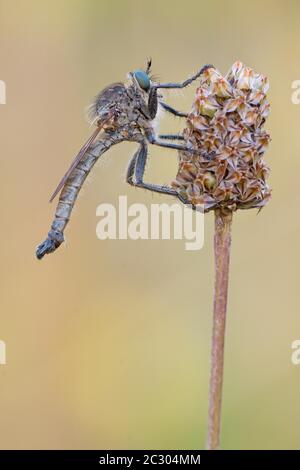 Raubfliege (Asilidae) auf einem Halm in warmem Licht sitzend, Bayern, Deutschland Stockfoto