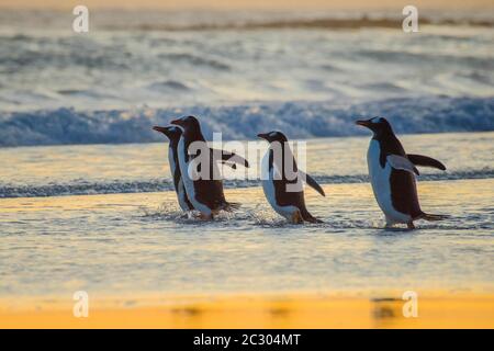 Gentoo Pinguine (Pygoscelis papua) auf dem Weg zum Meer, Volunteer Point, Falkland Inseln Stockfoto
