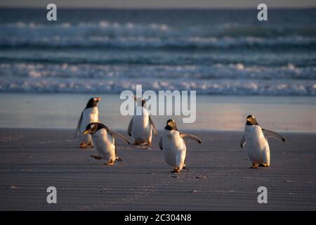 Gentoo Pinguine (Pygoscelis papua) am Strand, Volunteer Point, Falkland Inseln Stockfoto