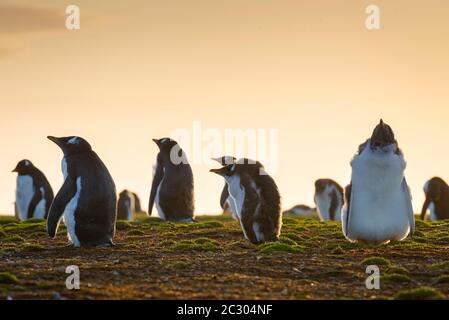 Junge Gentoo-Pinguine (Pygoscelis papua) in Molt, Volunteer Point, Falkland Islands, Großbritannien Stockfoto