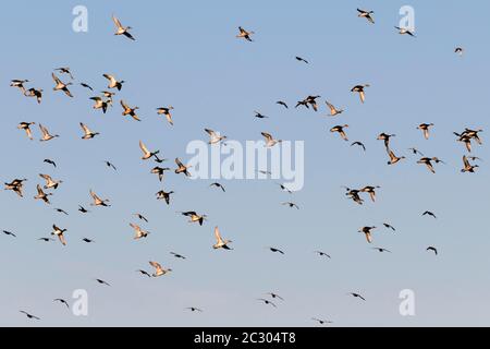 Pintail (Anas acuta) und Mallard (Anas platyrhynchos), Vogelschar im Flug, Altenpleen, Mecklenburg-Vorpommern, Deutschland Stockfoto