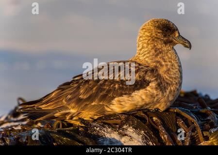 Große skua (Stercorarius skua), Volunteer Point, Falkland-Inseln Stockfoto