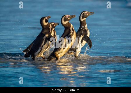 Magellanic Pinguine (Spheniscus magellanicus) auf dem Weg zum Meer im Morgenlicht, Volunteer Point, Falkland Islands, Großbritannien, Süd Stockfoto