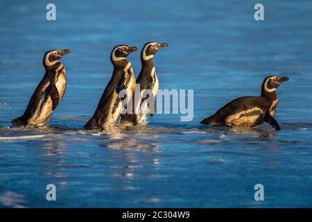 Magellanic Pinguine (Spheniscus magellanicus) auf dem Weg zum Meer im Morgenlicht, Volunteer Point, Falkland Islands, Großbritannien, Süd Stockfoto
