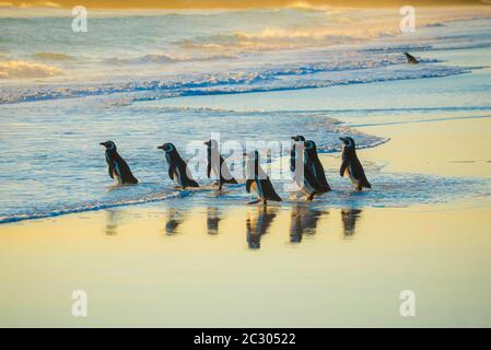 Magellanic Pinguine (Spheniscus magellanicus) auf dem Weg zum Meer im Morgenlicht, Volunteer Point, Falkland Islands Stockfoto