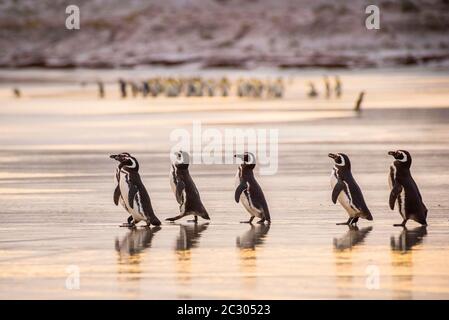 Eine Gruppe Magellanic Pinguine (Spheniscus magellanicus) auf dem Weg zum Meer, Volunteer Point, Falkland Islands Stockfoto