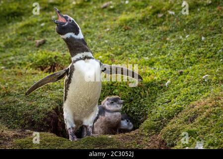 Magellanic Pinguin (Spheniscus magellanicus), erwachsenen Vogel vor der Bruthöhle mit Küken, Volunteer Point, Falkland Islands Stockfoto