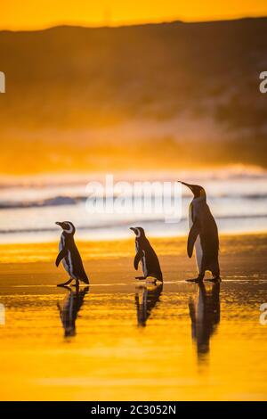 Magellanic Pinguine (Spheniscus magellanicus) und Königspinguin (Aptenodytes patagonicus) zusammen auf dem Weg zum Meer bei Sonnenaufgang, Volunteer Point Stockfoto